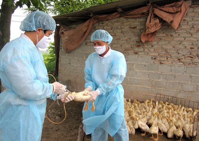 Nguy cơ x&acirc;m nhập Việt Nam, c&uacute;m gia cầm H5N1 nguy hiểm thế n&agrave;o? - Ảnh 1.