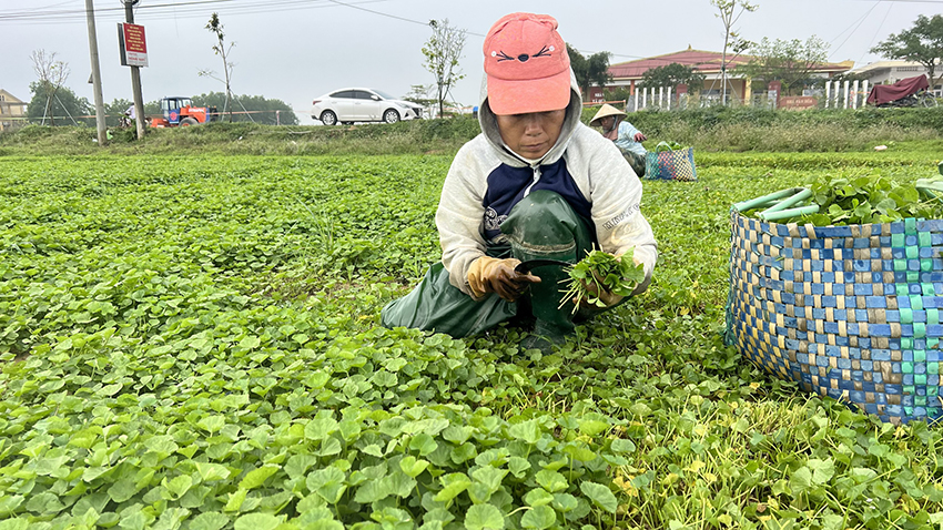 Gầy dựng thương hiệu rau má xứ Huế