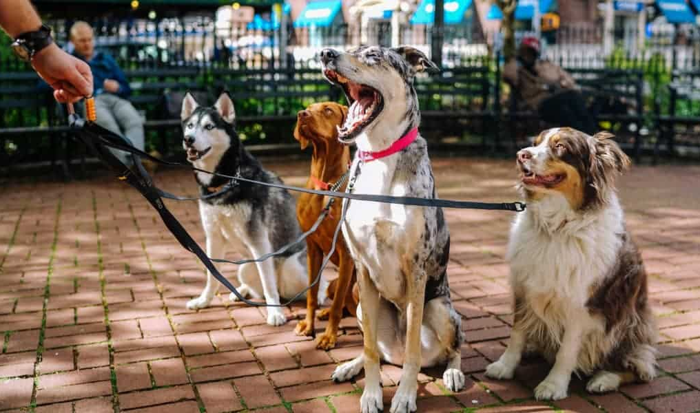 Không rọ mõm chó còn đánh người ở quận 7: Côn đồ, khó chấp nhận!