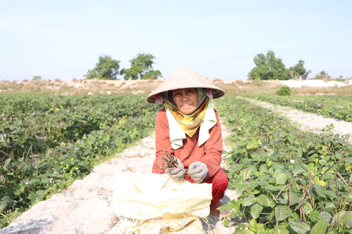 M&ugrave;a m&agrave;ng thất b&aacute;t v&igrave; dự &aacute;n khai th&aacute;c c&aacute;t - Ảnh 1.