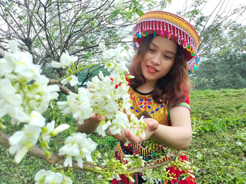 Ngắm hoa anh đ&agrave;o ở Yang Bay - Ảnh 1.