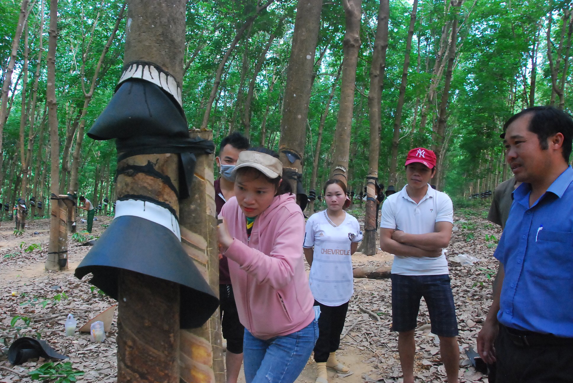 Hai công ty cao su vùng biên lần đầu vào câu lạc bộ 2 tấn/ha