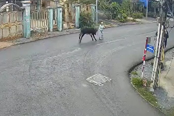 Clip: Bò điên đại náo ở Củ Chi húc cụ bà bất tỉnh, bé 7 tháng tuổi văng khỏi võng - Ảnh 1.