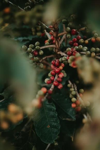 Vinacaf&eacute; &ldquo;tỏa s&aacute;ng&rdquo; tại thị trường Nhật Bản, n&acirc;ng tầm gi&aacute; trị thương hiệu c&agrave; ph&ecirc; Việt - Ảnh 2.
