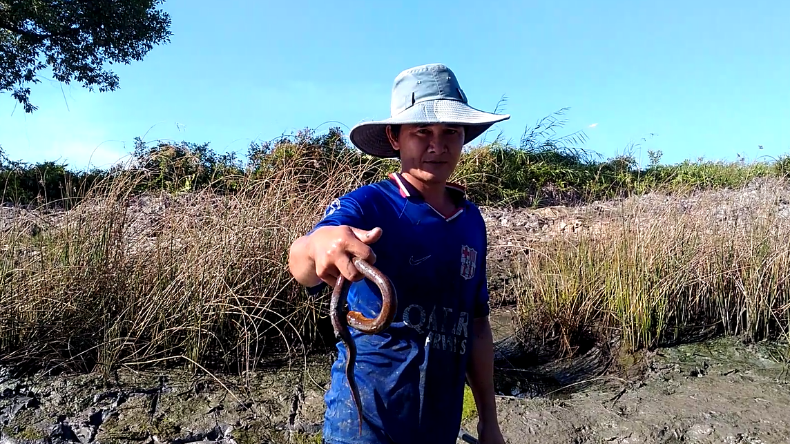 CLIP: Xem nông dân Cà Mau bắt loại đặc sản "phá hoại" vuông tôm