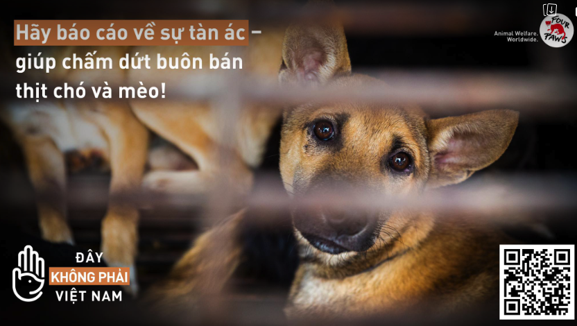 Trên 150 báo cáo về hoạt động buôn bán thịt chó, mèo