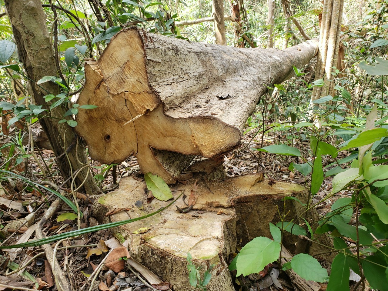 Vụ phá rừng lớn ở Gia Lai: Do dân phá làm nhà?