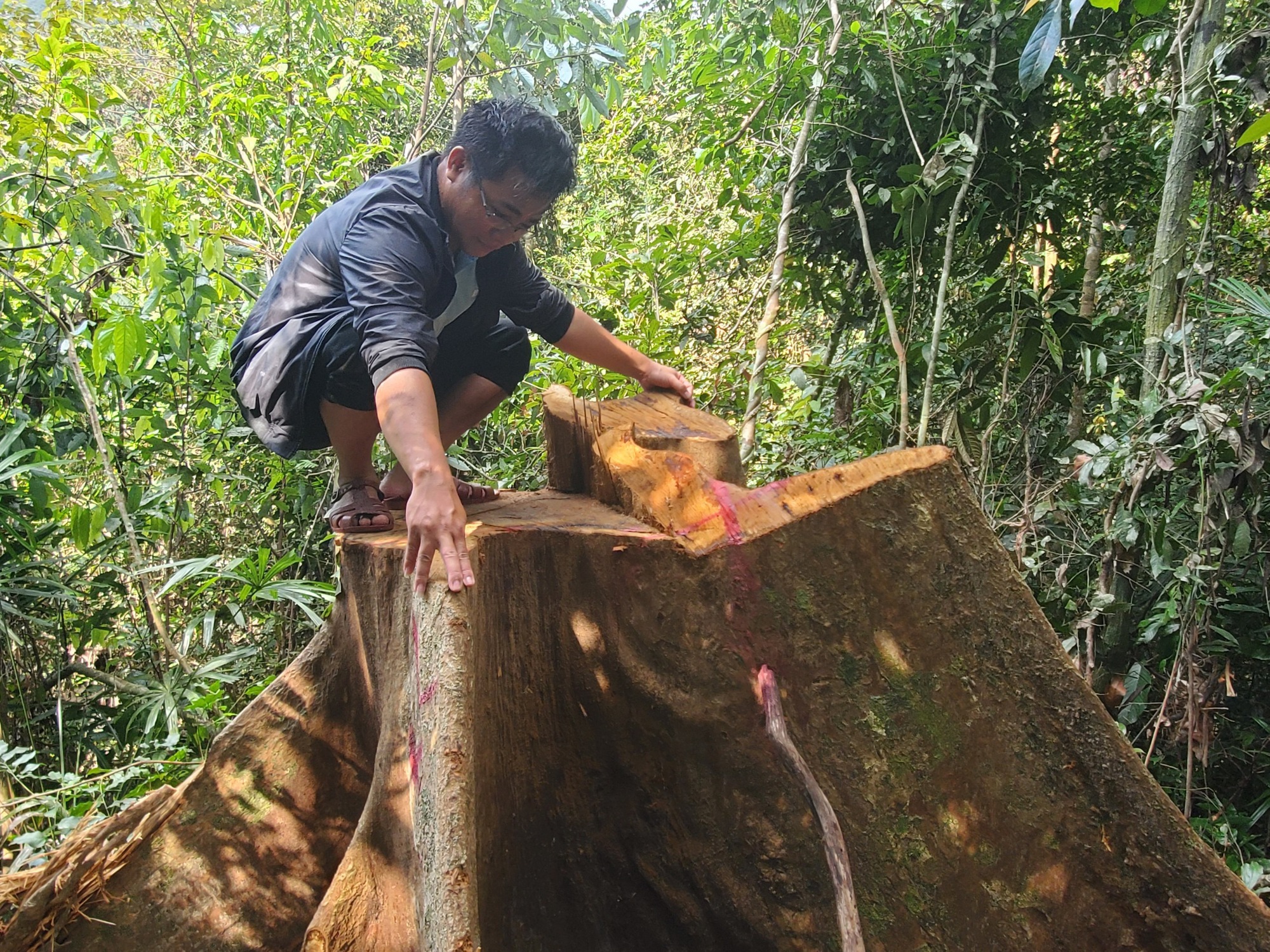 H&agrave;ng loạt cổ thụ trong rừng ph&ograve;ng hộ ở B&igrave;nh Định bị khai th&aacute;c tr&aacute;i ph&eacute;p - Ảnh 1.