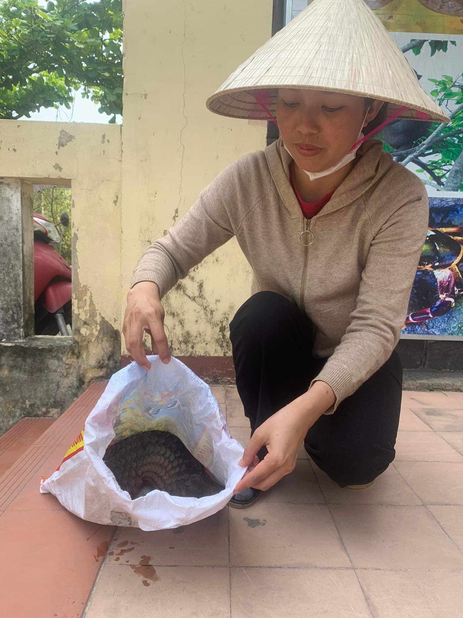 Người dân giao nộp trăn đất, tê tê quý hiếm - Ảnh 1.