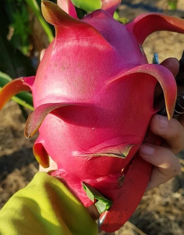 Cách chọn hoa quả - Ảnh 1.