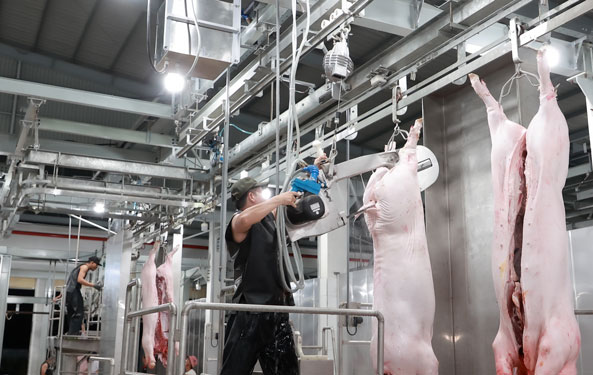 TP HCM đóng cửa các lò mổ thủ công