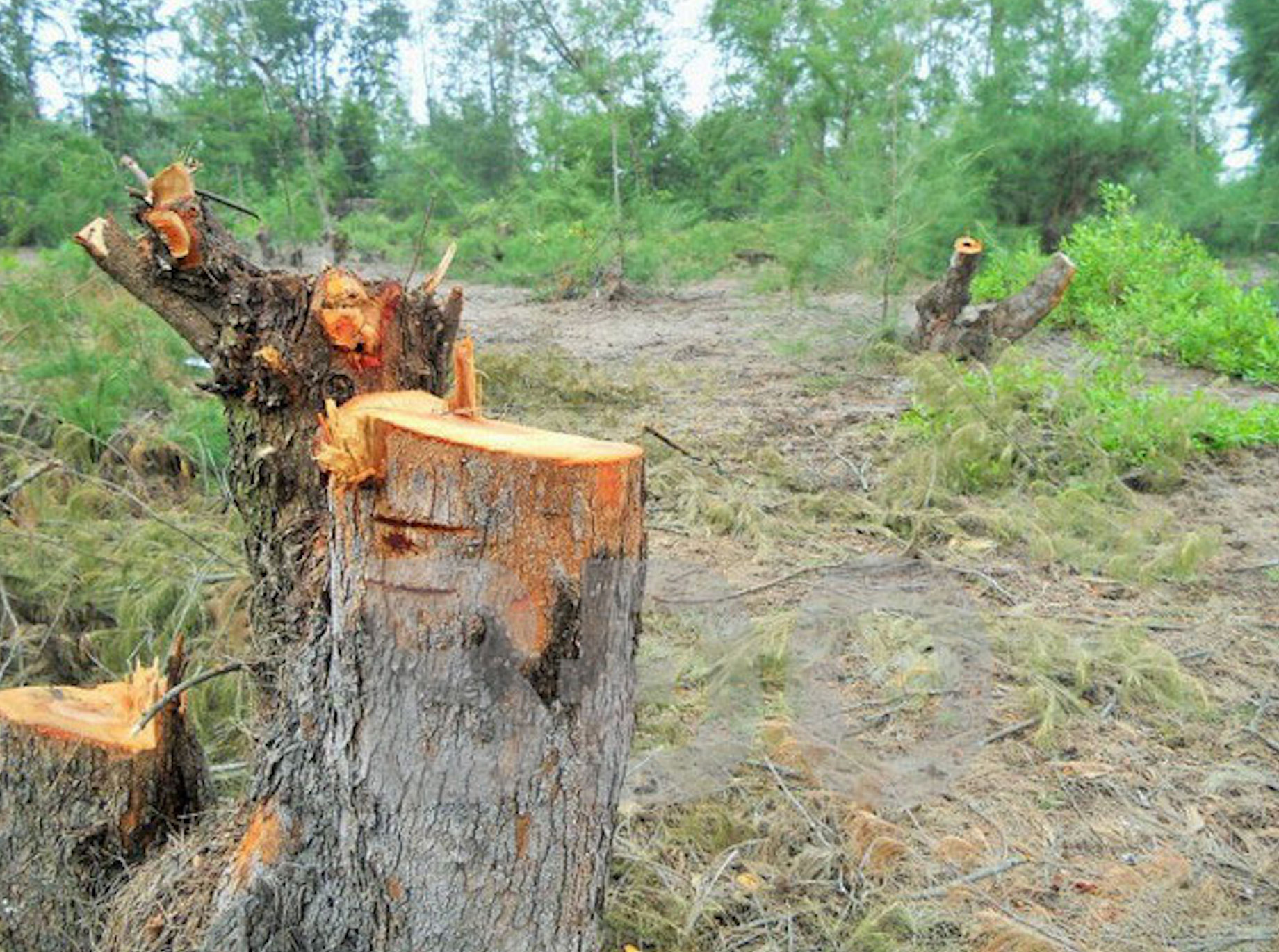 Nhức nhối nạn chặt trộm phi lao ven biển Bình Định