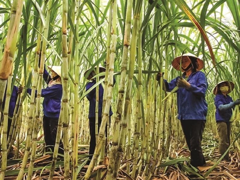 Dự báo ngành mía đường phục hồi trong năm 2023