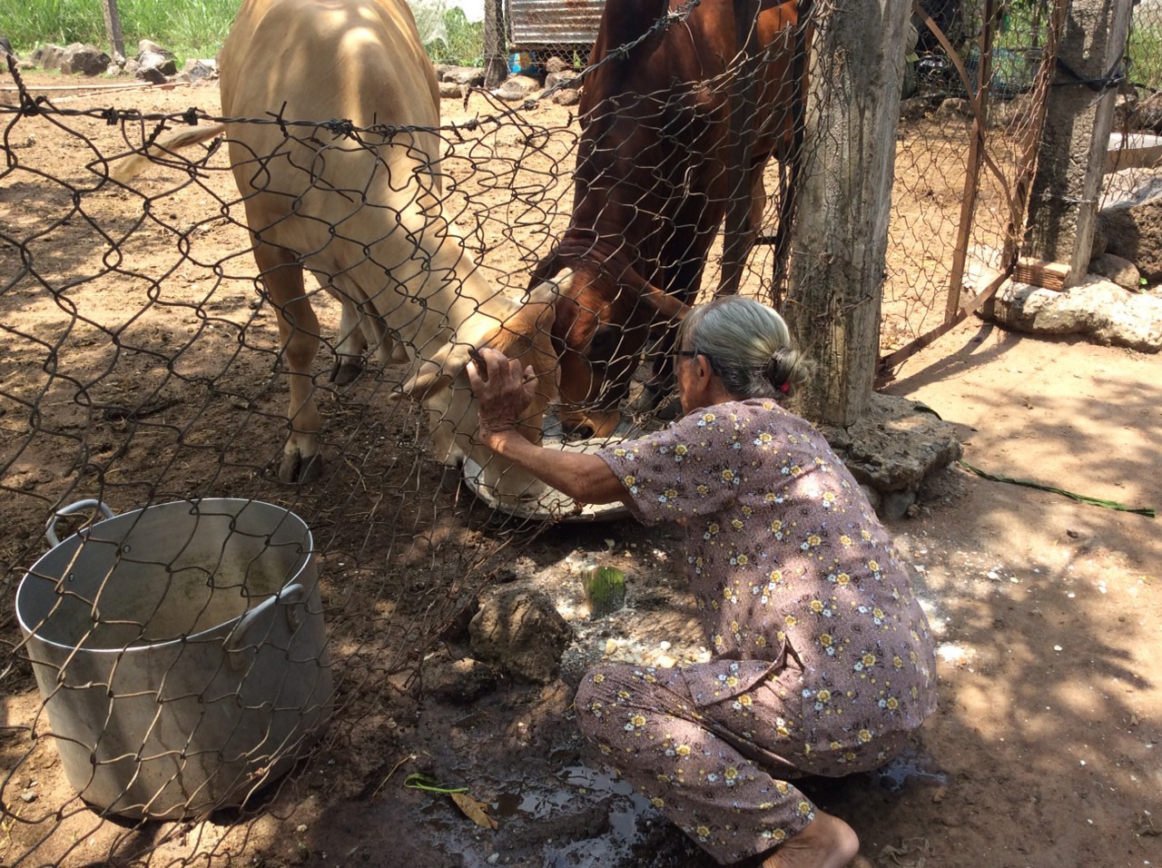 Bà lão "bao đồng" nơi xóm núi