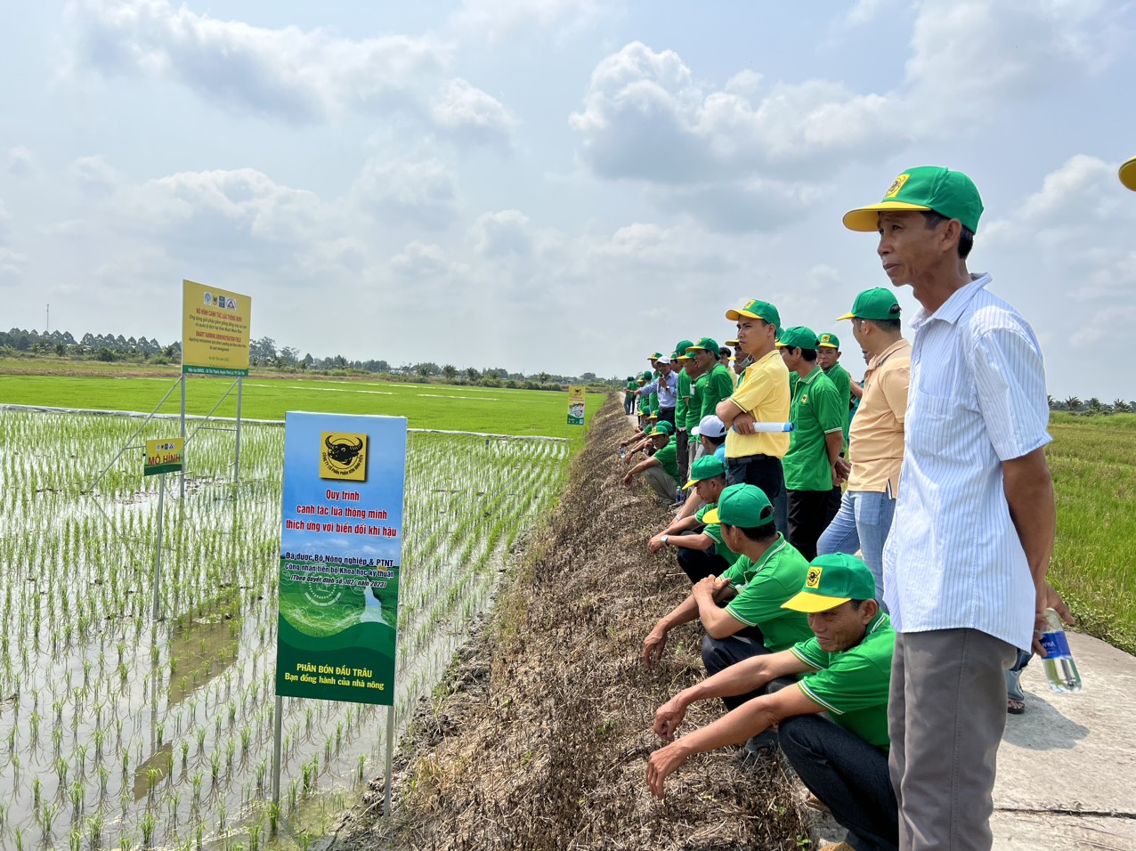 Chương trình Canh tác lúa thông minh được đưa vào đề án gắn với tăng trưởng xanh tại ĐBSCL