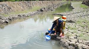 Chủ động ứng phó hạn, mặn