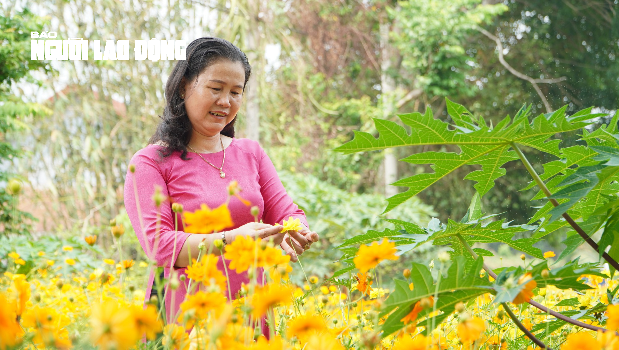 Tuyến đường hoa sao nhái tuyệt đẹp tại huyện Củ Chi, TP HCM - Ảnh 4.