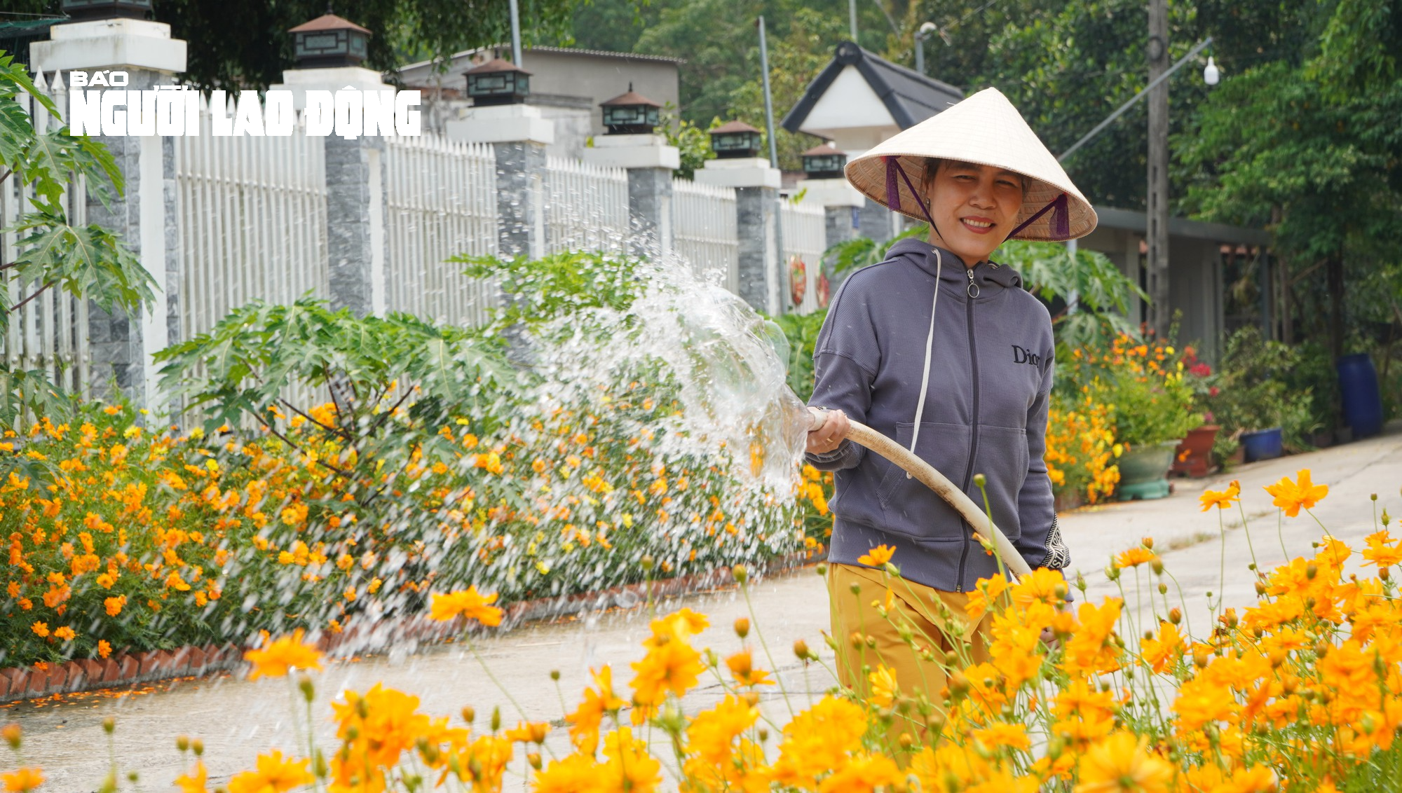 Tuyến đường hoa sao nhái tuyệt đẹp tại huyện Củ Chi, TP HCM - Ảnh 5.