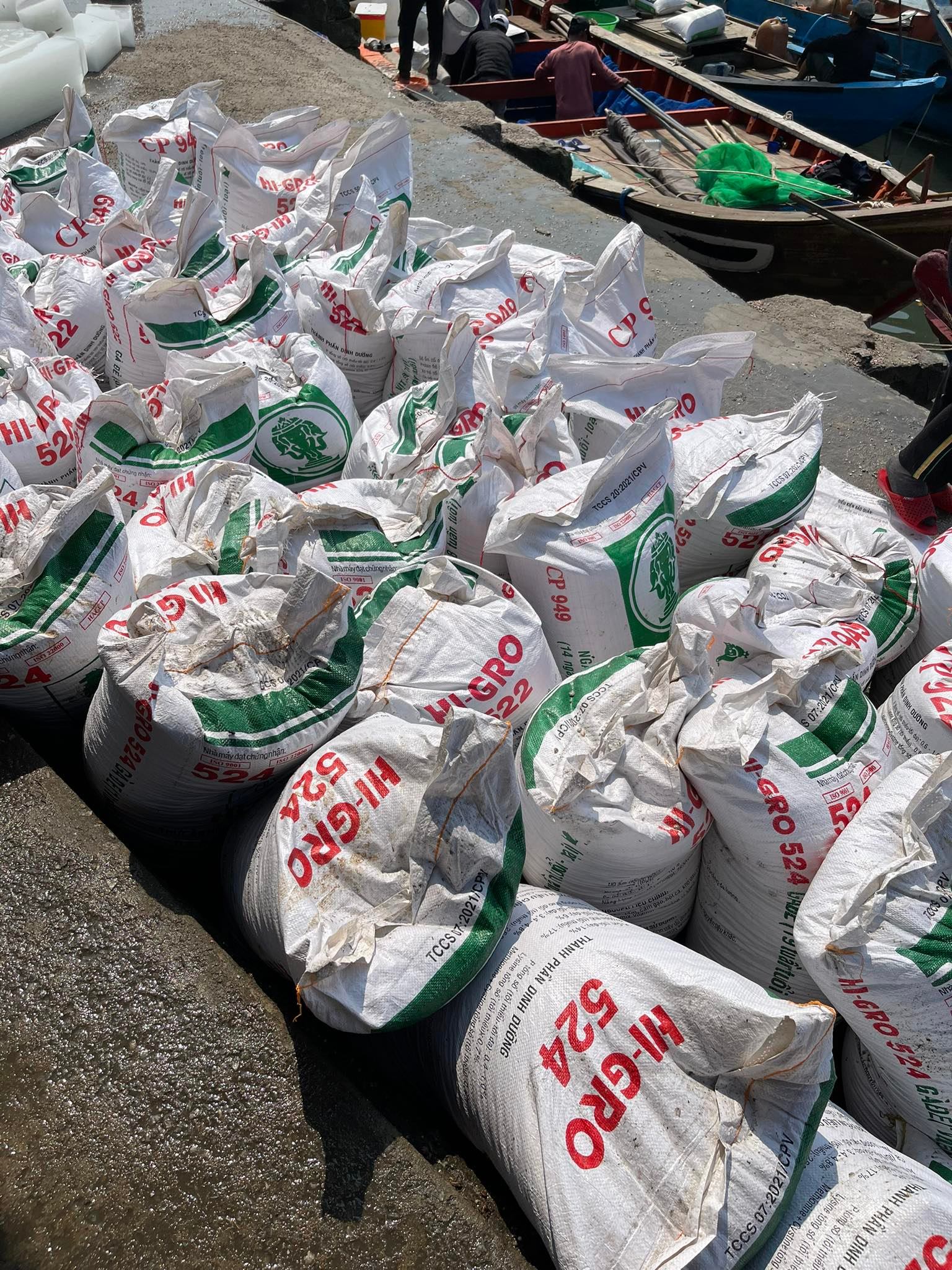 Bất an vì khai thác ốc gạo rầm rộ