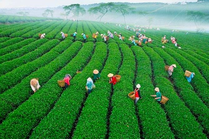 Không giấy phép môi trường, Công ty CP Chè Lâm Đồng bị phạt 320 triệu đồng