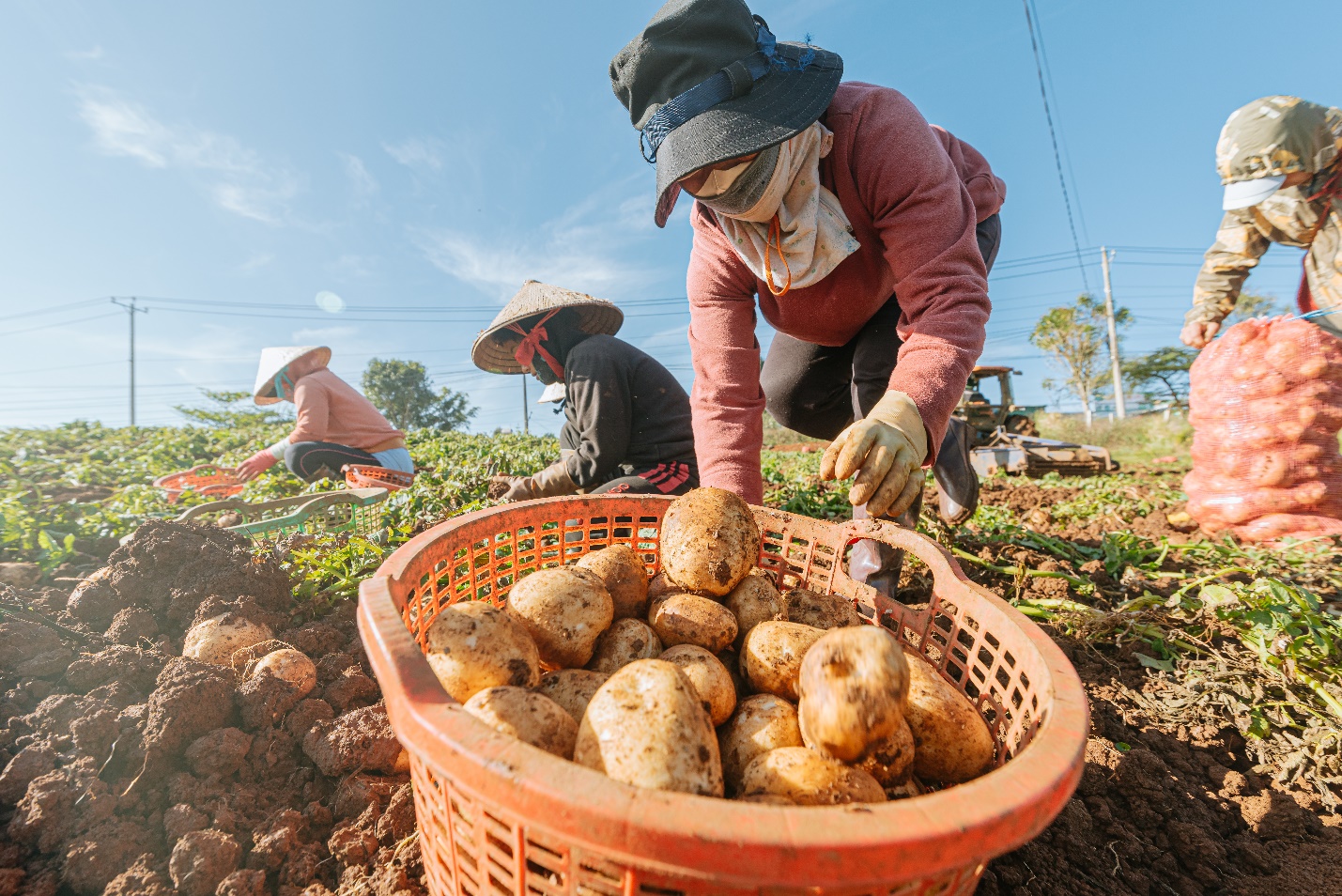 Orion ph&aacute;t triển v&ugrave;ng nguy&ecirc;n liệu khoai t&acirc;y tại Việt Nam - Ảnh 2.