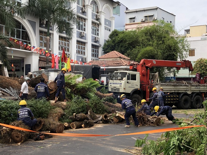 Lãnh đạo TP HCM chỉ đạo khẩn, yêu cầu xác định trách nhiệm vụ cây xanh bật gốc