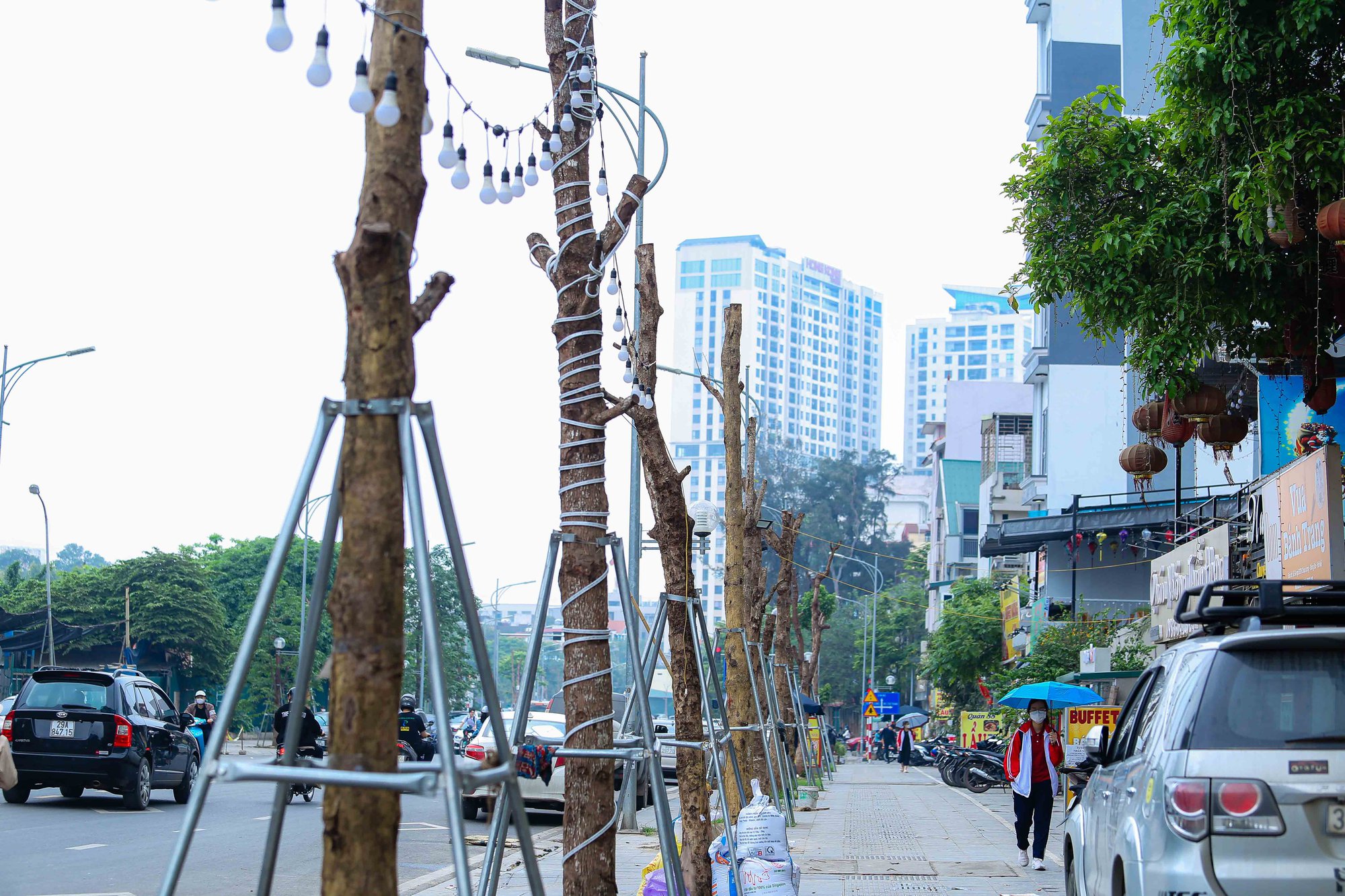 CLIP: H&agrave;ng c&acirc;y tiền tỉ mới trồng bị chết kh&ocirc;, phải nhổ bỏ - Ảnh 4.
