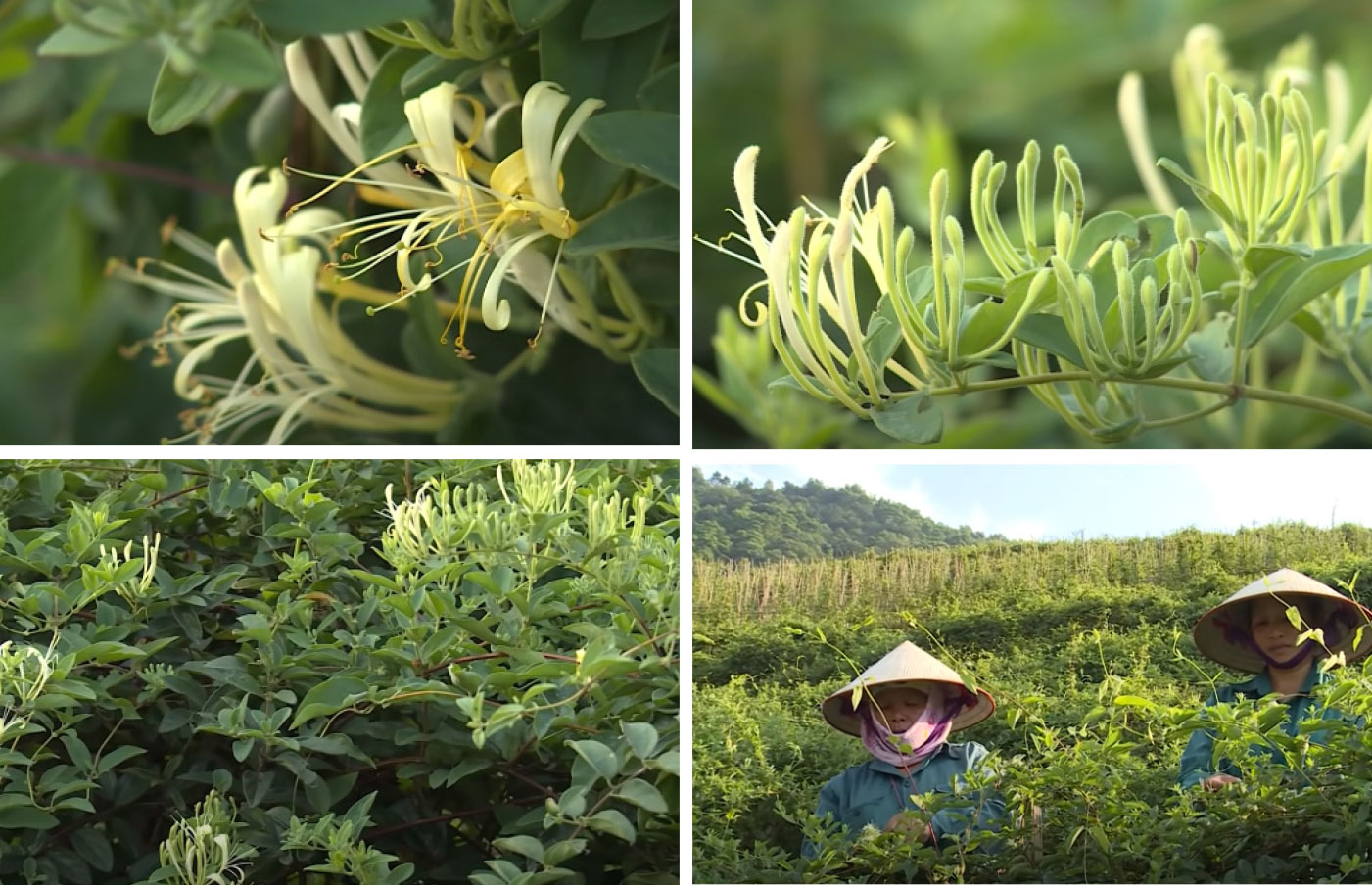 Khả năng làm giàu từ trồng kim ngân hoa