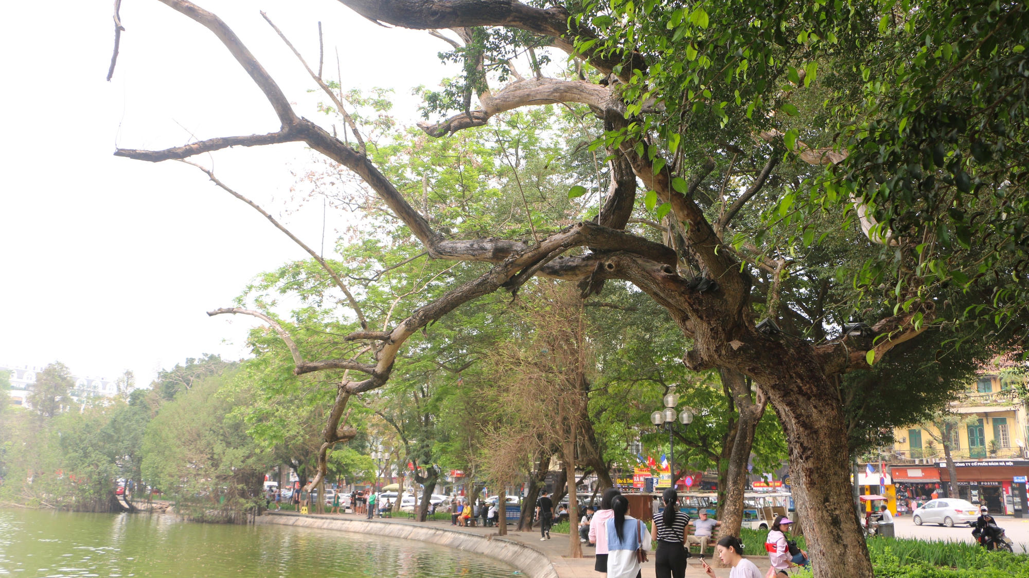 Chặt hạ 3 "cây vàng" chết khô bên hồ Hoàn Kiếm