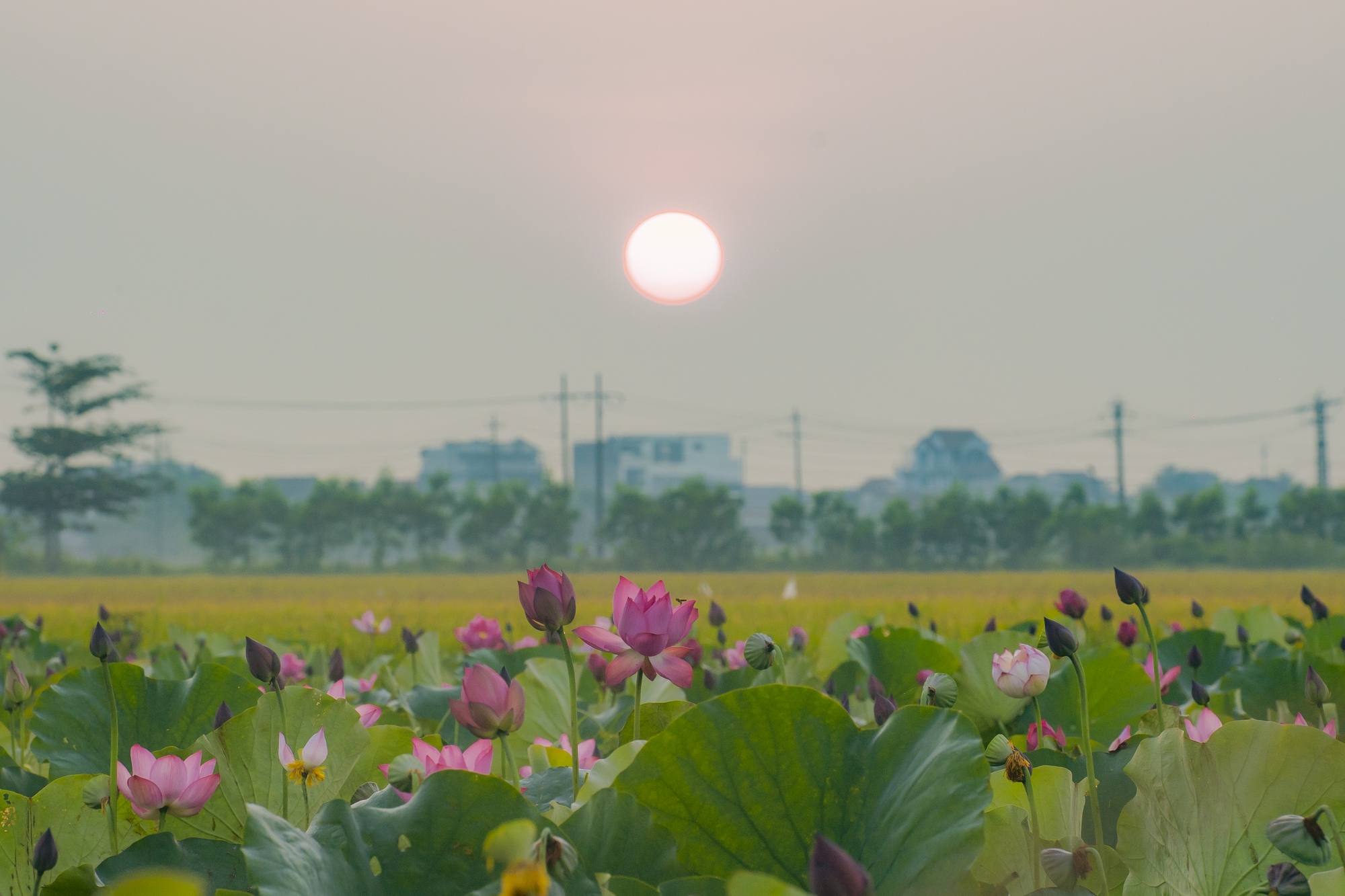 H&atilde;y về La Chữ ngắm sen - Ảnh 1.