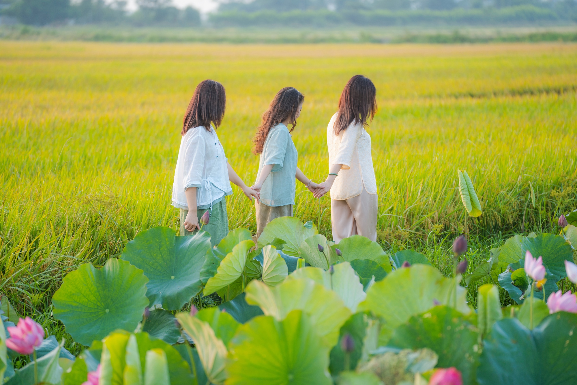 H&atilde;y về La Chữ ngắm sen - Ảnh 12.
