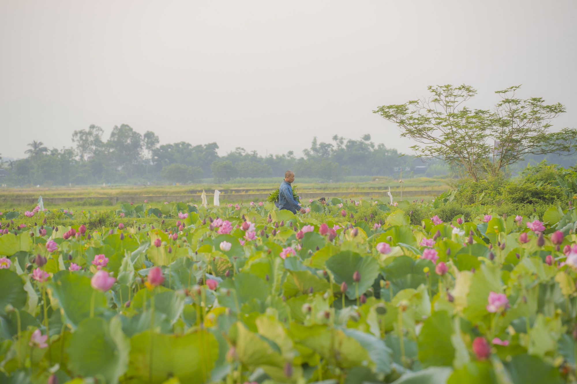 H&atilde;y về La Chữ ngắm sen - Ảnh 7.