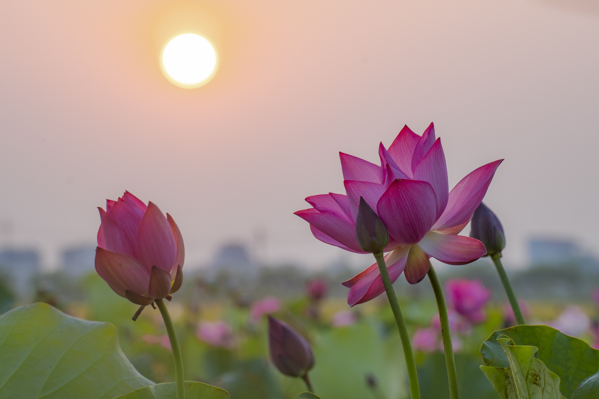 Hãy về La Chữ ngắm sen