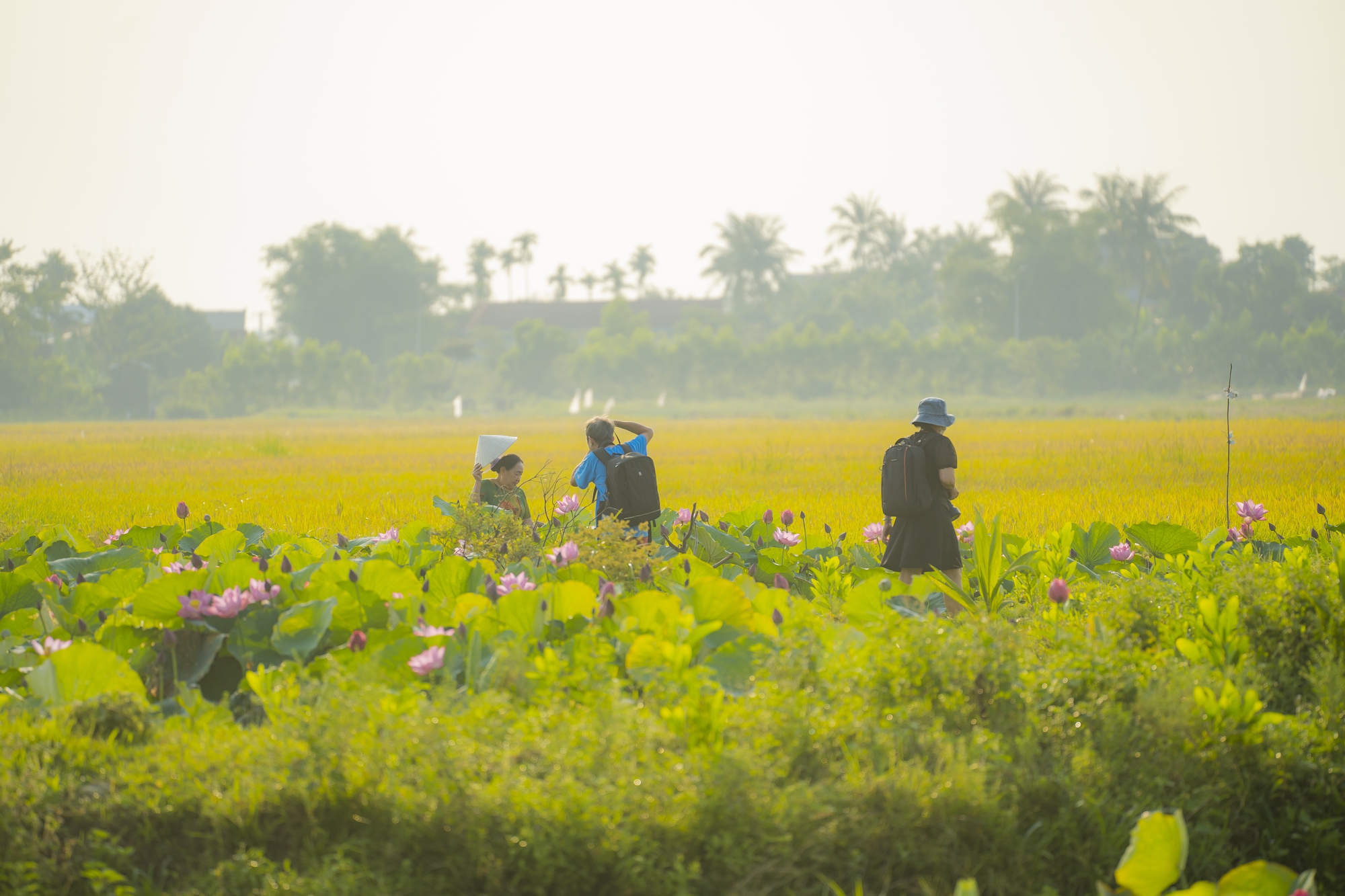 H&atilde;y về La Chữ ngắm sen - Ảnh 10.