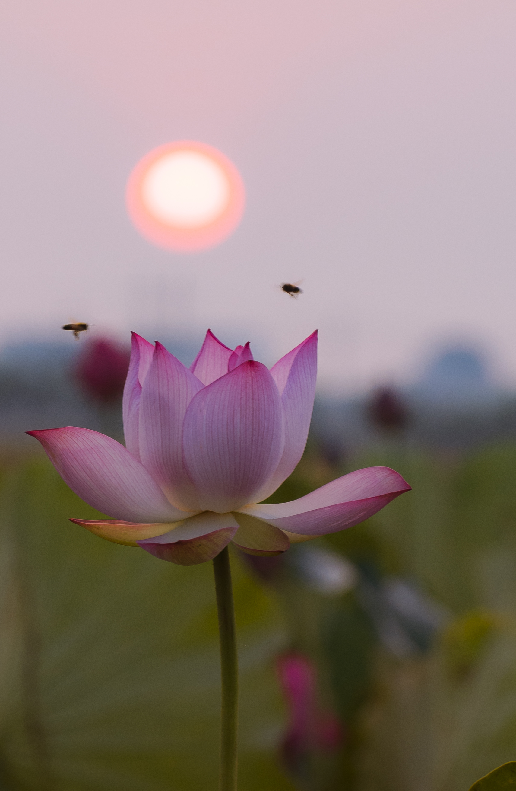 H&atilde;y về La Chữ ngắm sen - Ảnh 11.