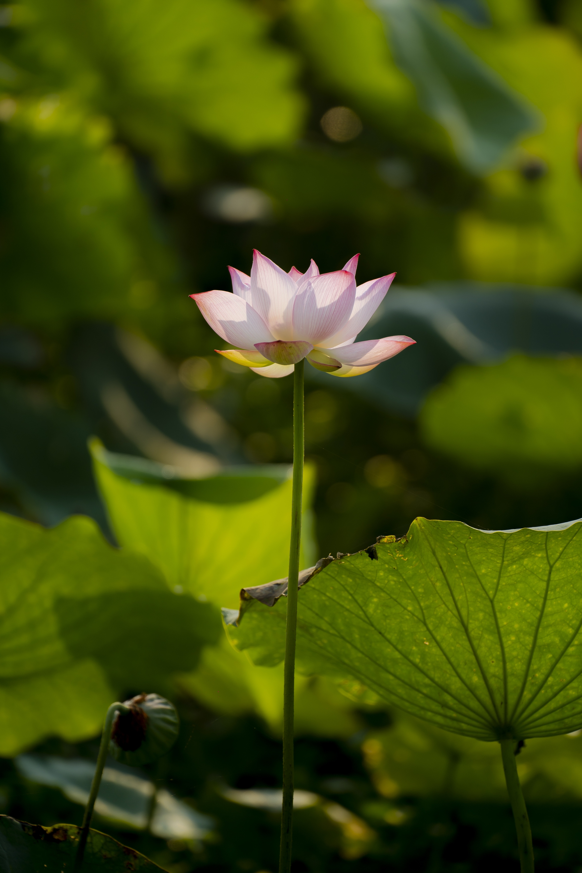 H&atilde;y về La Chữ ngắm sen - Ảnh 5.
