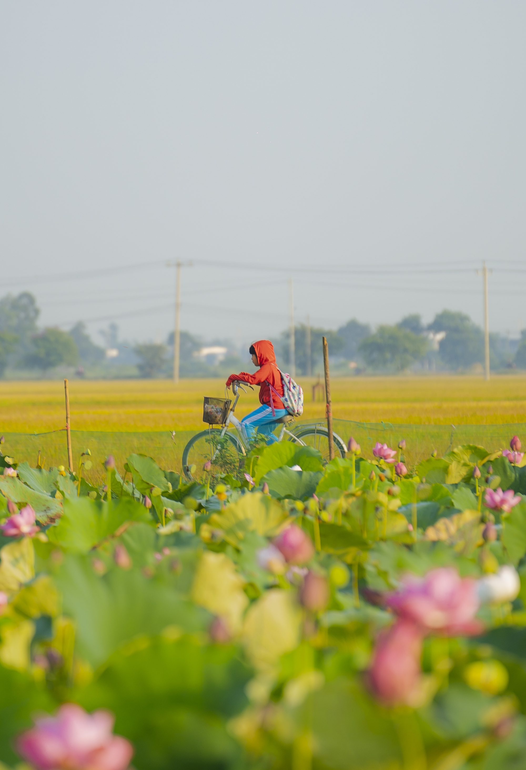 H&atilde;y về La Chữ ngắm sen - Ảnh 8.