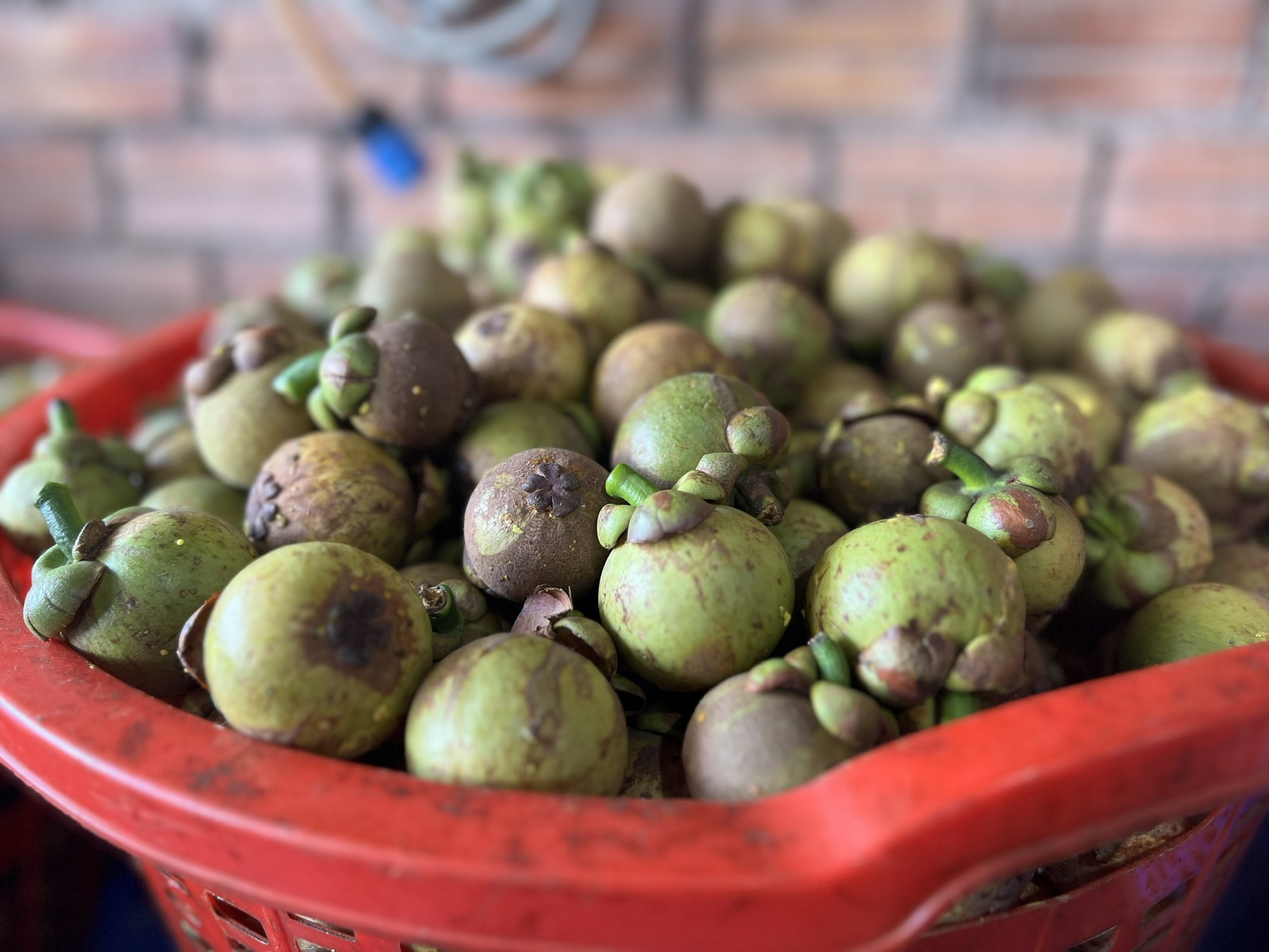 Nhiều người ở B&igrave;nh Dương tr&uacute;ng đậm nhờ măng cụt g&acirc;y sốt mạng x&atilde; hội - Ảnh 5.