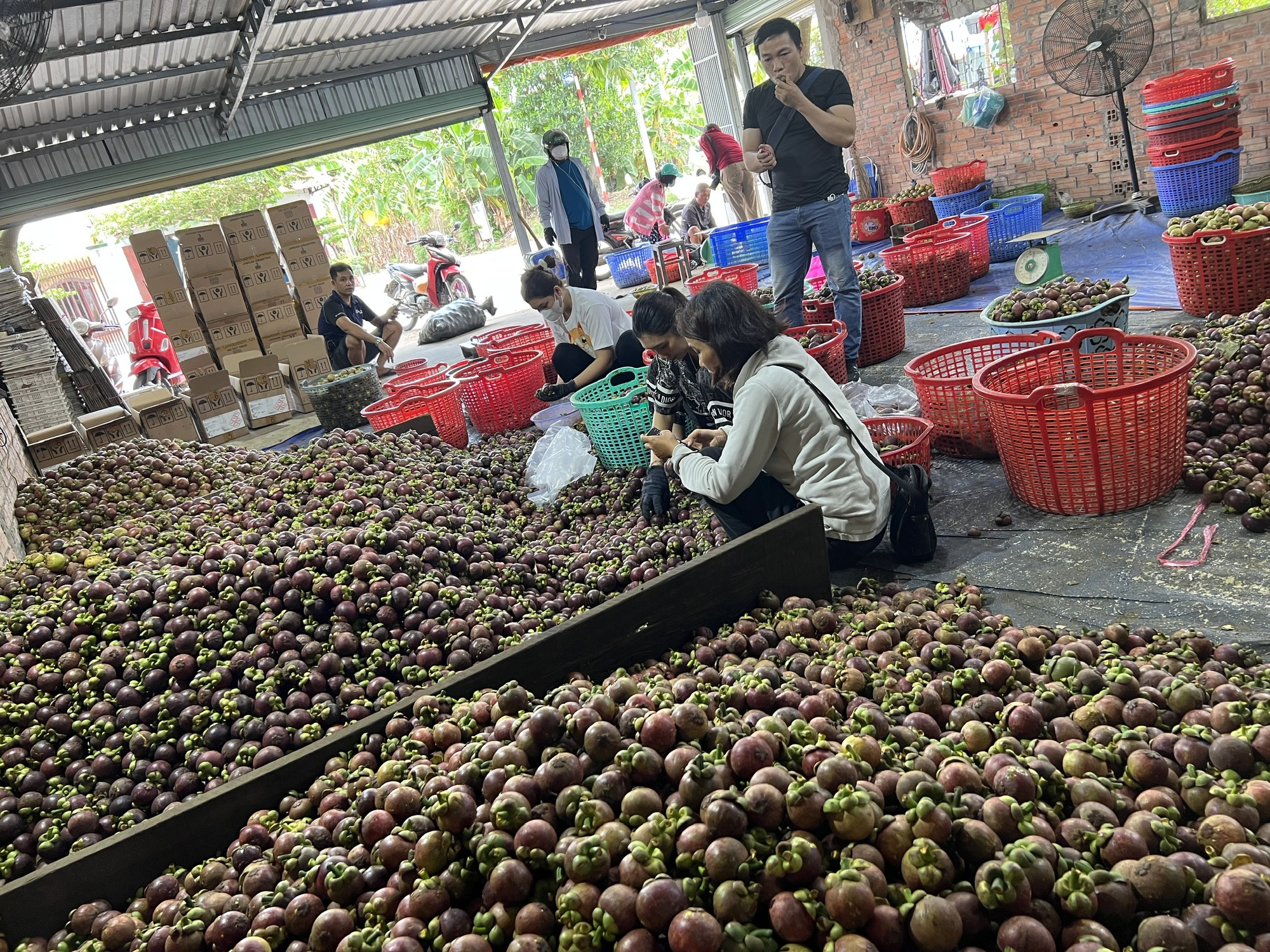 Nhiều người ở B&igrave;nh Dương tr&uacute;ng đậm nhờ măng cụt g&acirc;y sốt mạng x&atilde; hội - Ảnh 7.