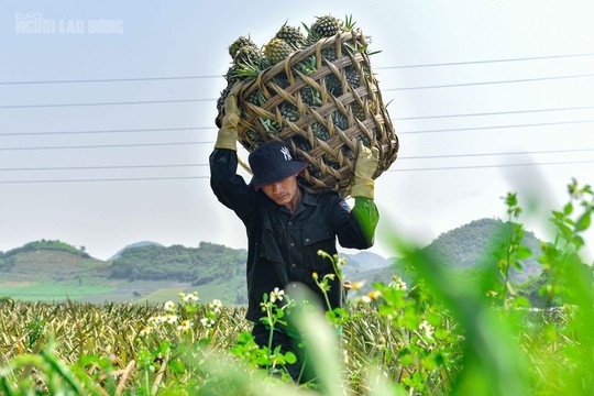 CLIP: Nông dân Thanh Hóa "đội nắng" hái dứa thuê dưới trời nóng 40 độ C