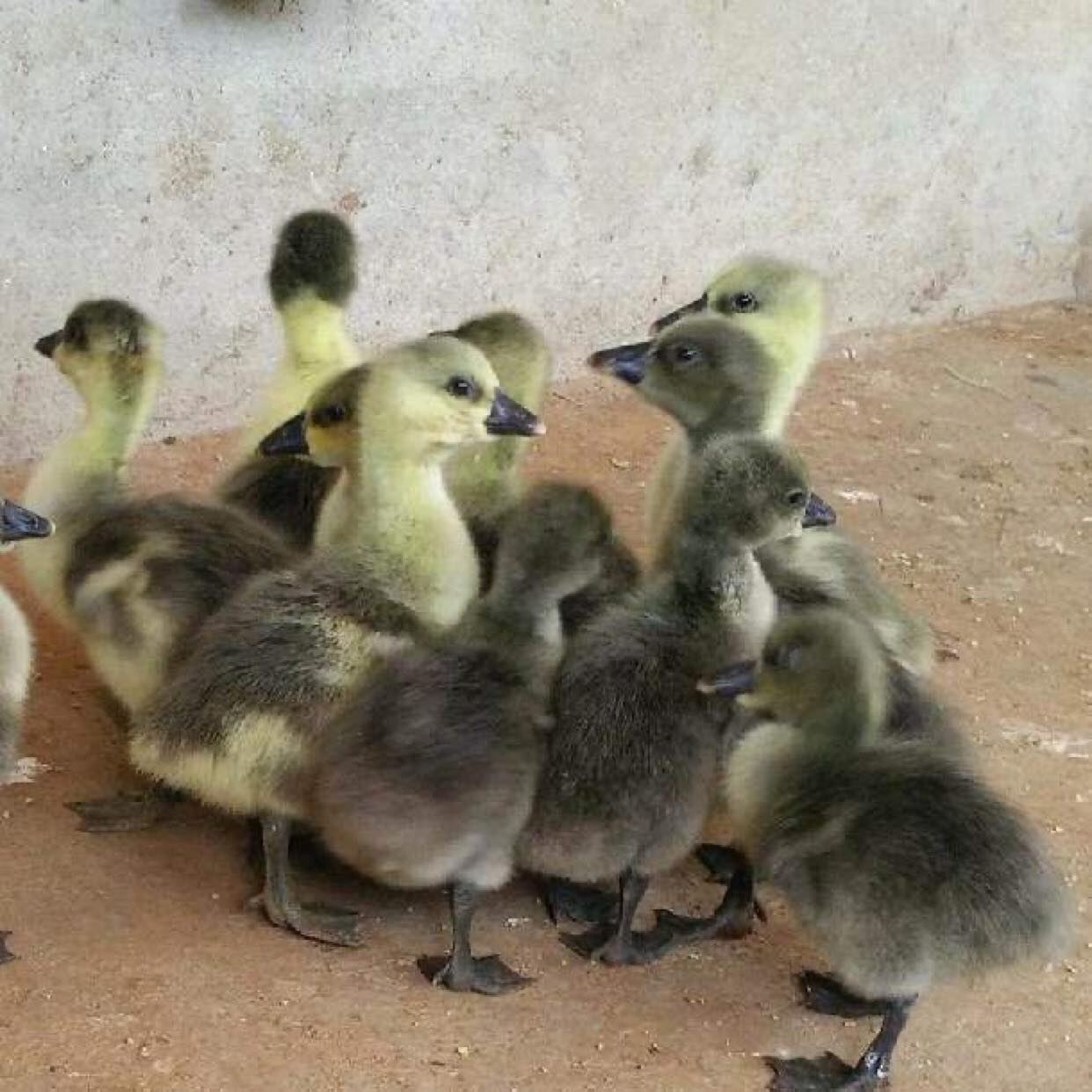 Mua ngỗng sư tử qua mạng, được giao... vịt xiêm?