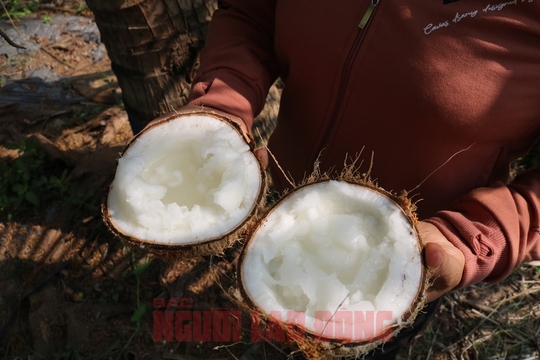 CLIP: C&oacute; phải chỉ Tr&agrave; Vinh mới trồng được dừa s&aacute;p? - Ảnh 8.