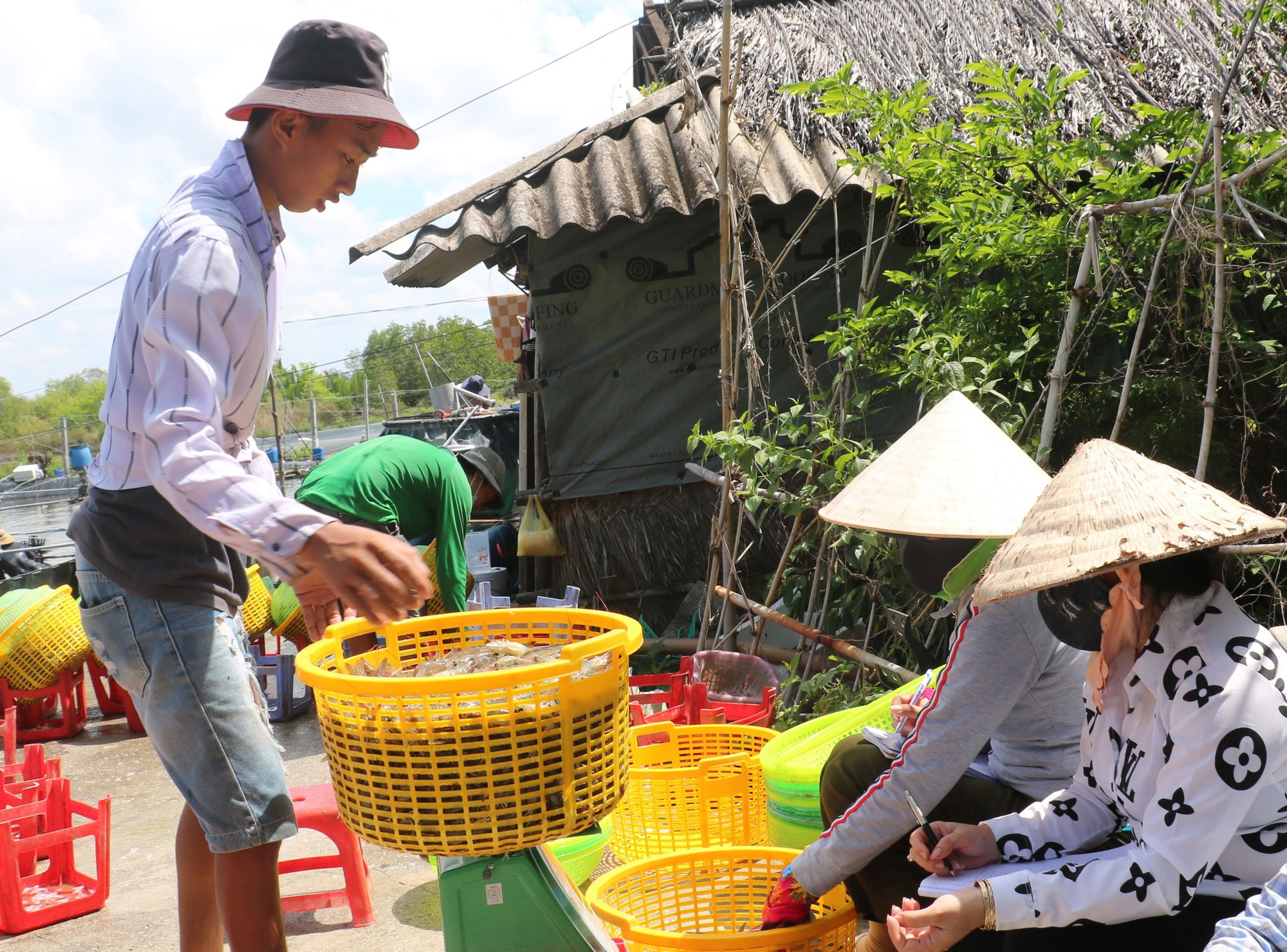 C&aacute; tra, t&ocirc;m n&iacute;n thở chờ gi&aacute; l&ecirc;n - Ảnh 3.