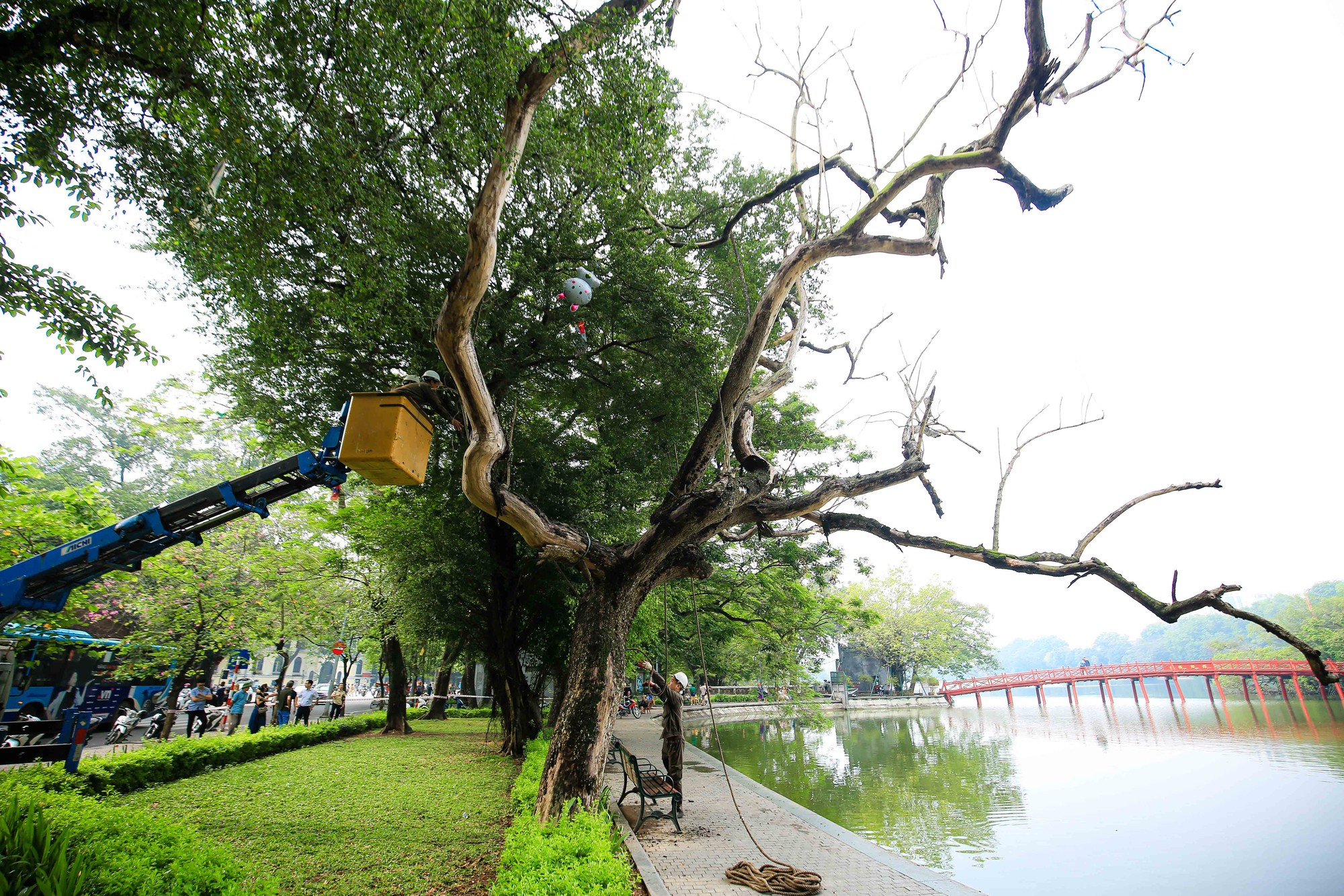 CLIP: Chặt hạ 3 c&acirc;y sưa chết kh&ocirc; b&ecirc;n hồ Gươm - Ảnh 2.