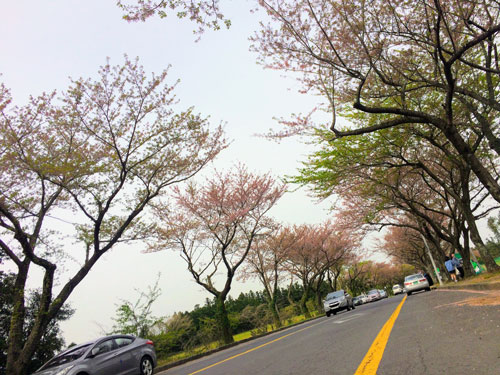 Hạ c&aacute;nh nơi... Jeju - Ảnh 1.