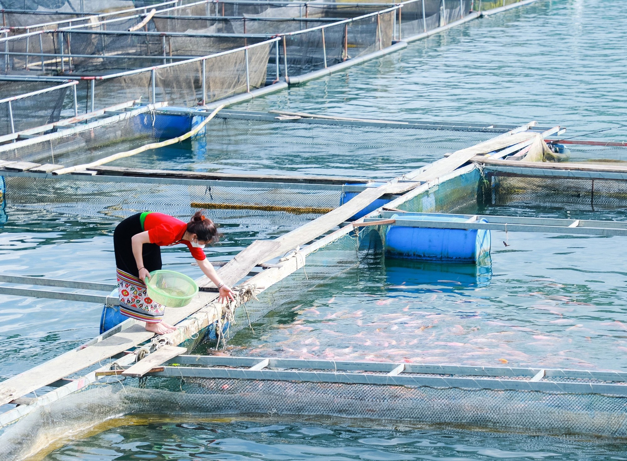 Đổi đời nhờ nuôi cá trên lòng hồ thủy điện