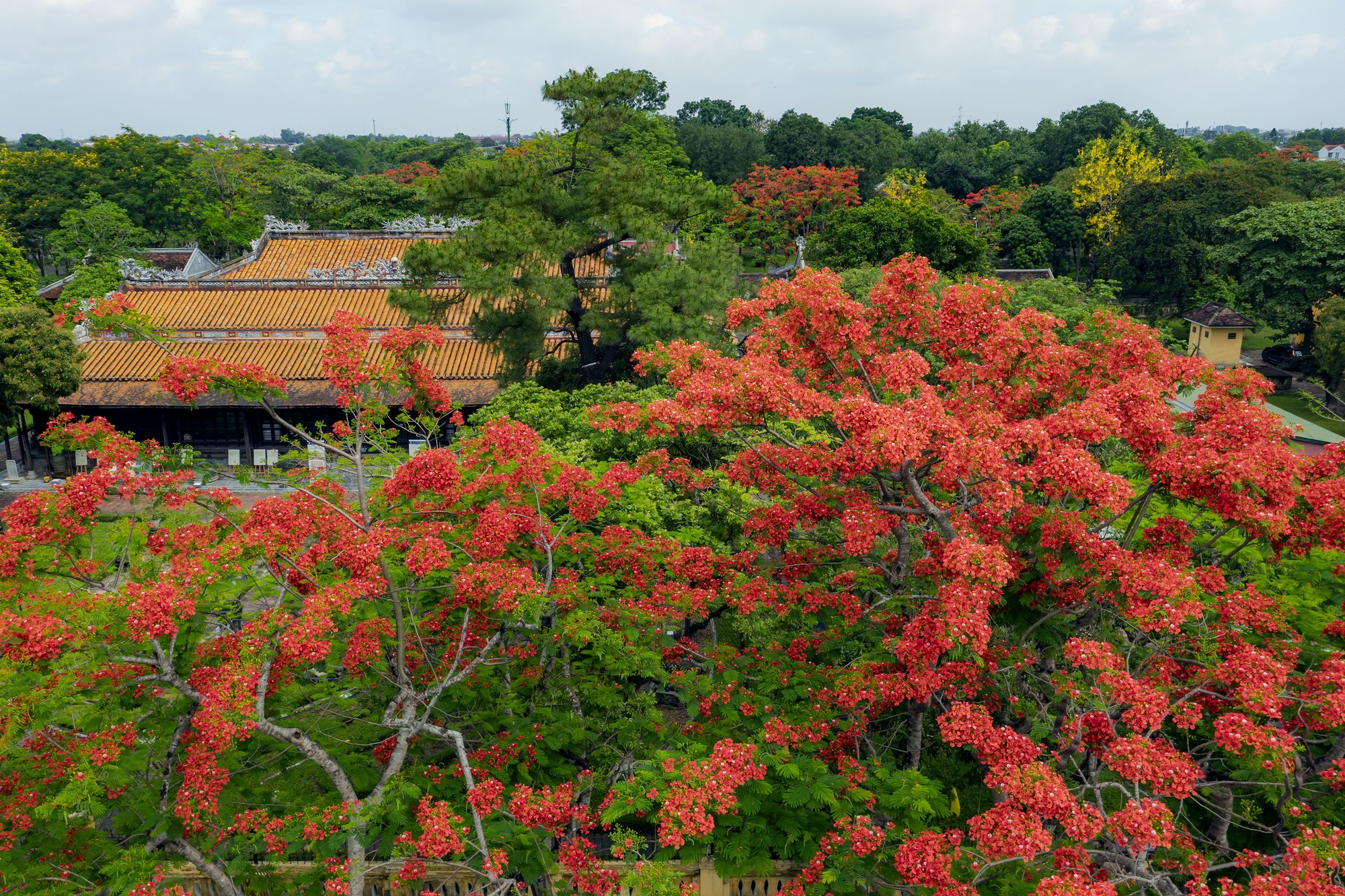 Đẹp nao lòng hoa phượng vĩ trong Hoàng cung Huế