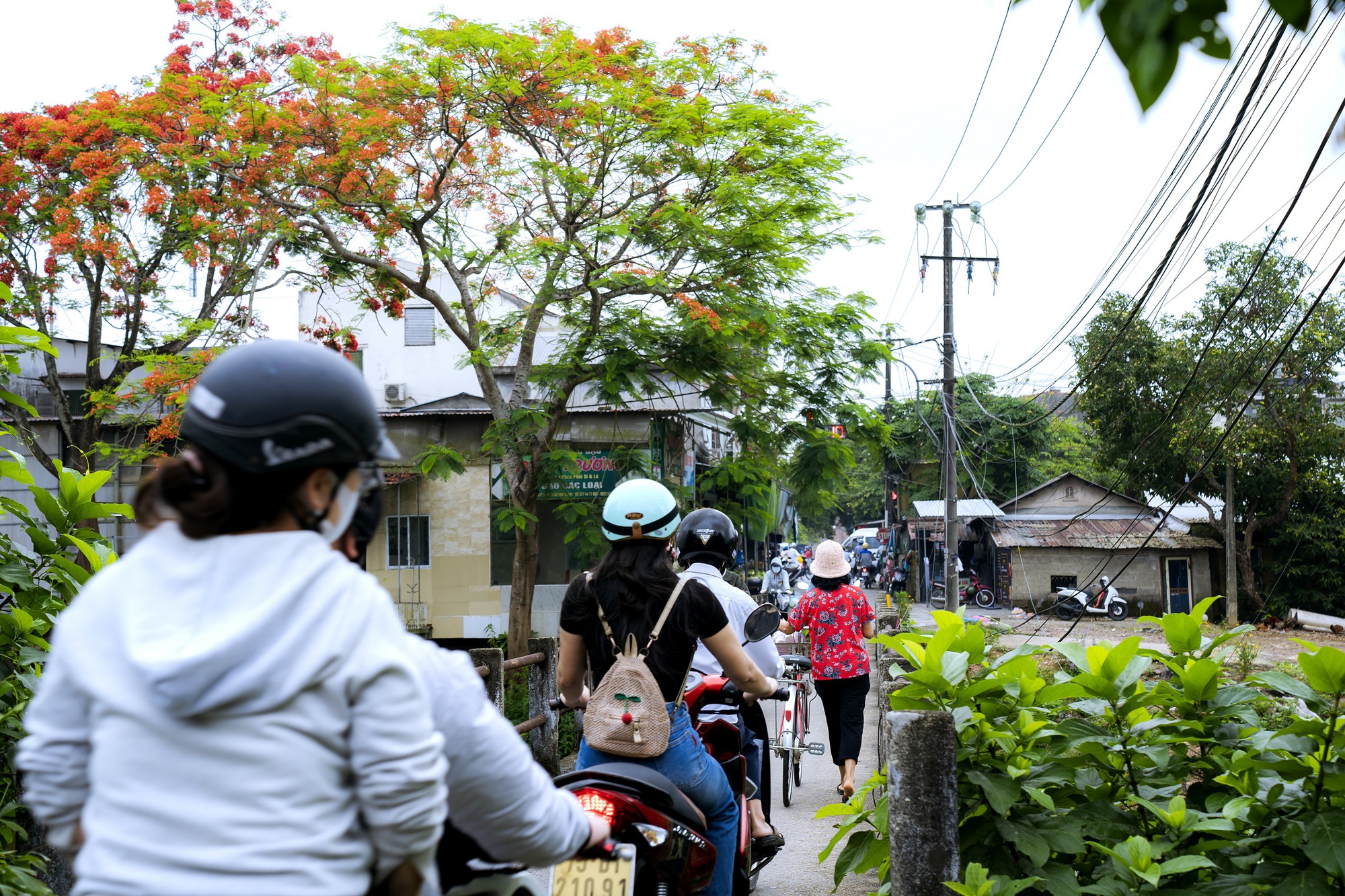Đẹp nao l&ograve;ng hoa phượng vĩ trong Ho&agrave;ng cung Huế - Ảnh 3.