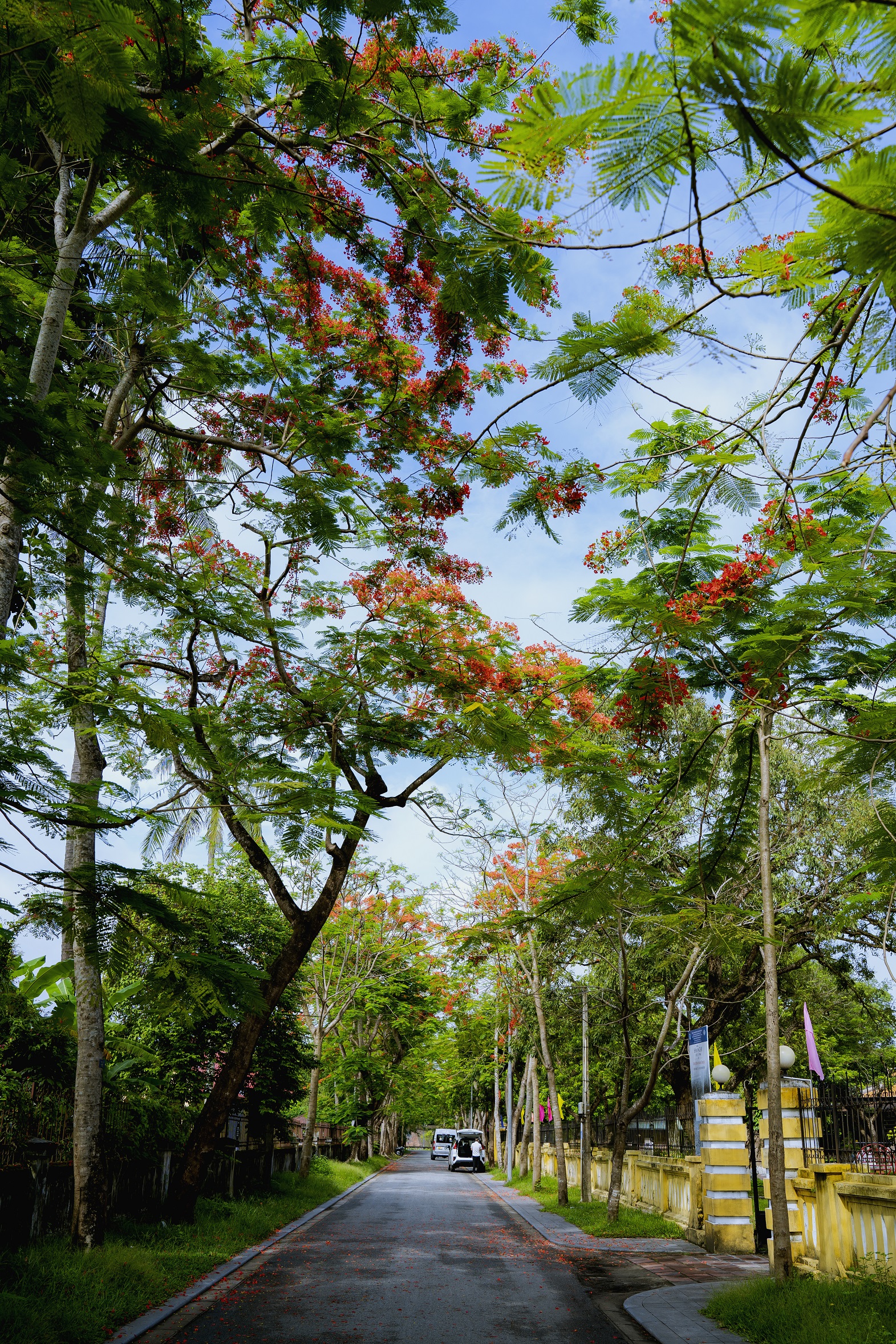 Đẹp nao l&ograve;ng hoa phượng vĩ trong Ho&agrave;ng cung Huế - Ảnh 4.