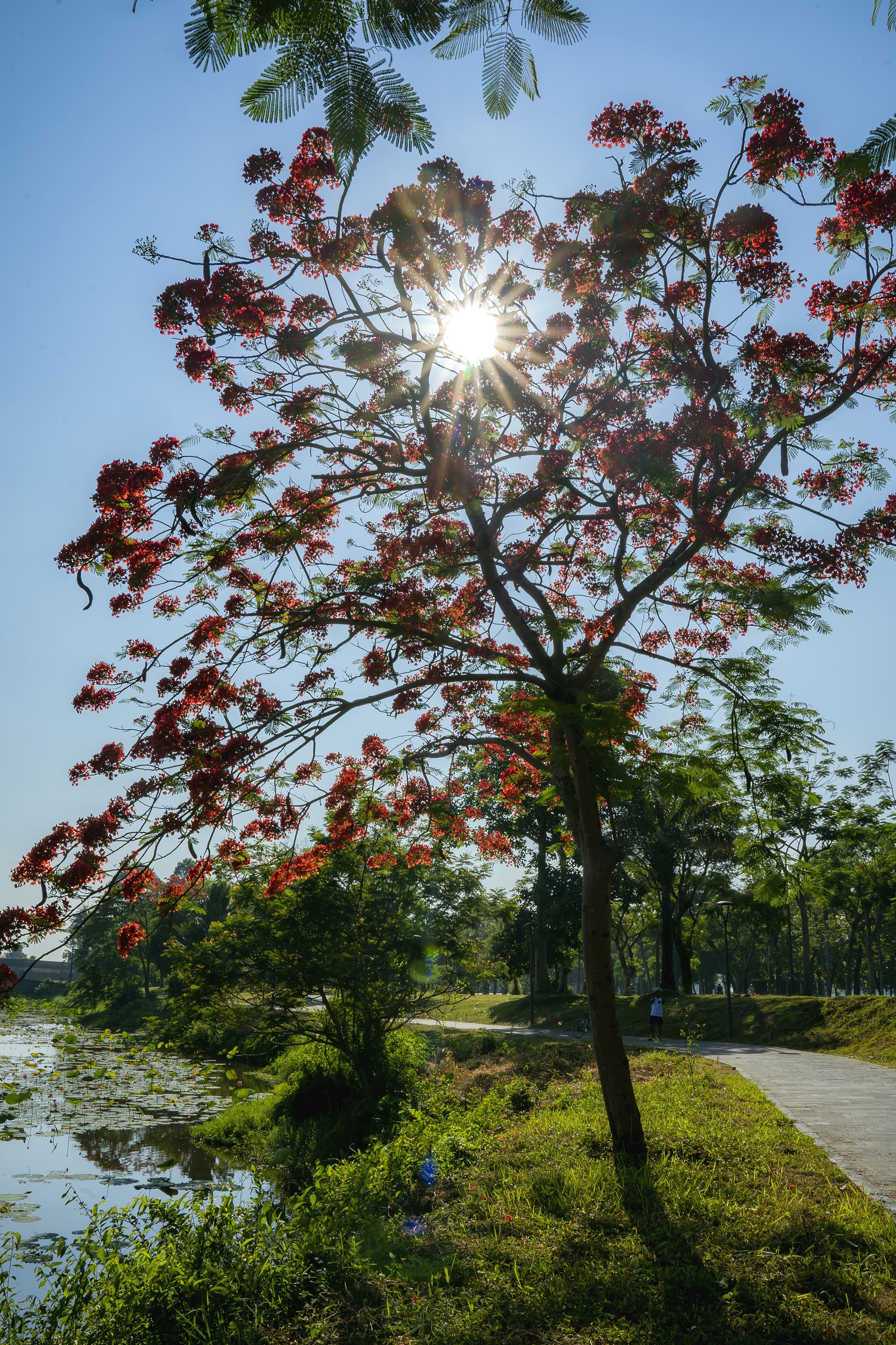 Đẹp nao l&ograve;ng hoa phượng vĩ trong Ho&agrave;ng cung Huế - Ảnh 8.